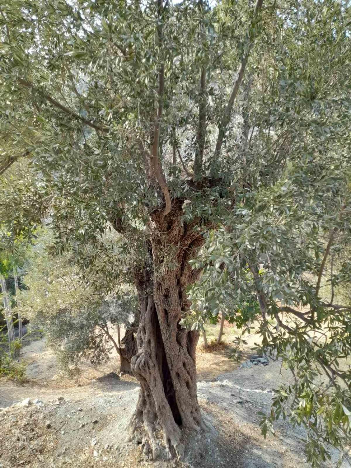 Δωμάτια Κόκκινος Πύργος Plomari Eksteriør bilde