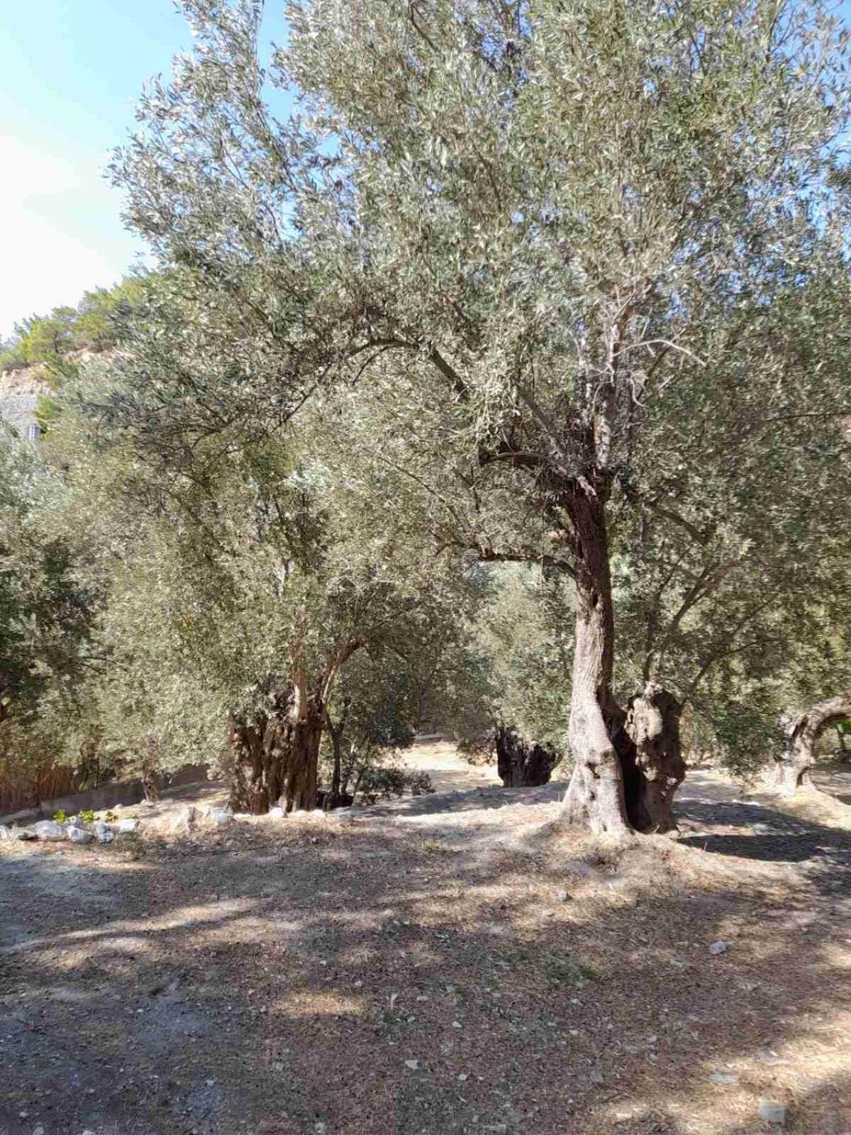 Δωμάτια Κόκκινος Πύργος Plomari Eksteriør bilde